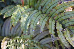 Blechnum montanum