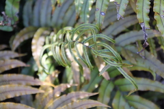 Blechnum montanum
