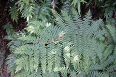 Cyathea colensoi