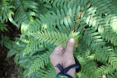Cyathea colensoi