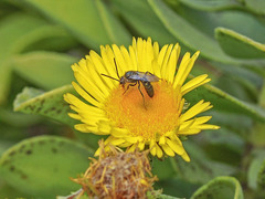 Lasioglossum viride