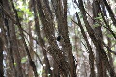 Petroica macrocephala macrocephala