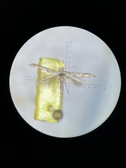 Phyllonorycter sagitella