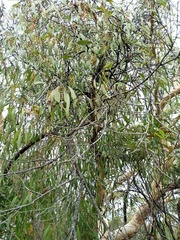 Muellerina eucalyptoides