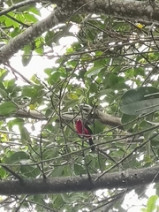 Ramphocelus bresilius