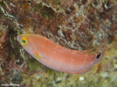 Symphodus mediterraneus