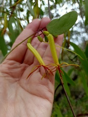 Muellerina eucalyptoides