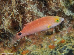 Symphodus mediterraneus