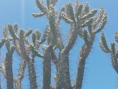 Austrocylindropuntia