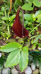 Typhonium trilobatum