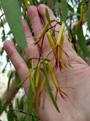 Muellerina eucalyptoides