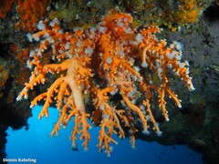 Dendrophyllia ramea