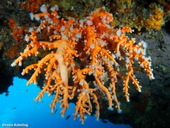 Dendrophyllia ramea