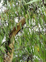 Muellerina eucalyptoides