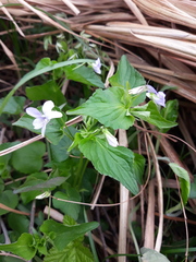 Viola acuminata