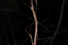 Candovia karasi
