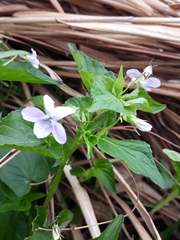 Viola acuminata