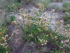 Limonium australe