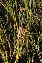 Juncus holoschoenus