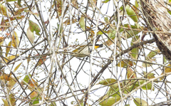 Dicaeum chrysorrheum