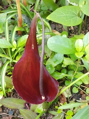 Typhonium trilobatum