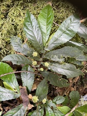 Elatostema reticulatum