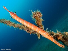 Aulostomus strigosus