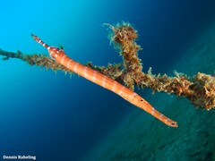 Aulostomus strigosus