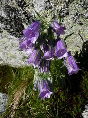 Campanula alpina
