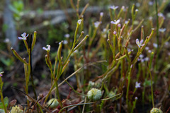 Stylidium despectum