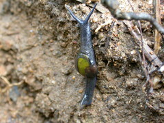 Helicarionoidea