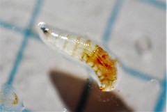 Rhagoletis indifferens