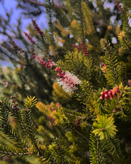 Melaleuca howeana