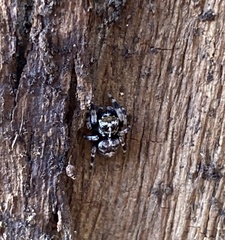 Papuaneon