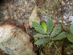 Elatostema reticulatum