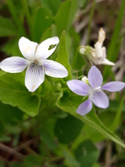 Viola acuminata