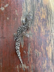 Afrogecko porphyreus