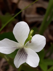 Viola acuminata