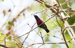 Leptocoma brasiliana