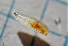 Rhagoletis indifferens