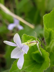 Viola acuminata