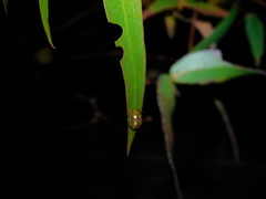 Paropsisterna nobilitata