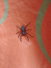 Asthenoctenus borellii