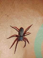 Asthenoctenus borellii