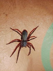 Asthenoctenus borellii