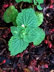 Lamium purpureum