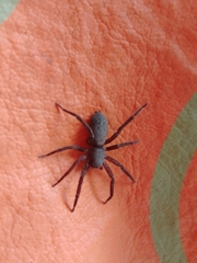 Asthenoctenus borellii