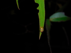 Paropsisterna nobilitata