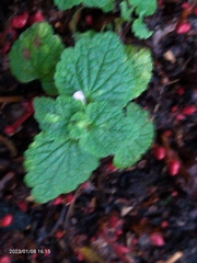 Lamium purpureum