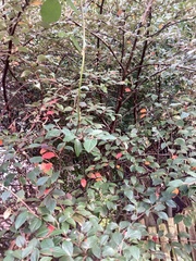 Angiospermae